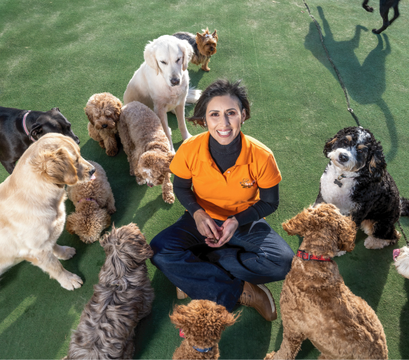 Best Dog Training