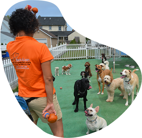 Dog Daycare Westchester NY
