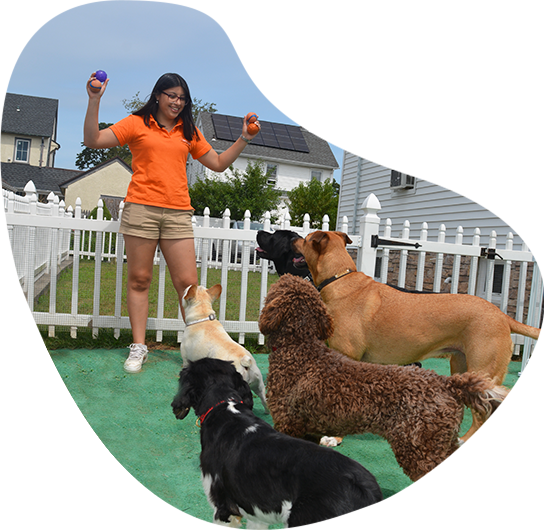 Dog Training Westchester NY